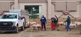 A group of people handling pigs.
